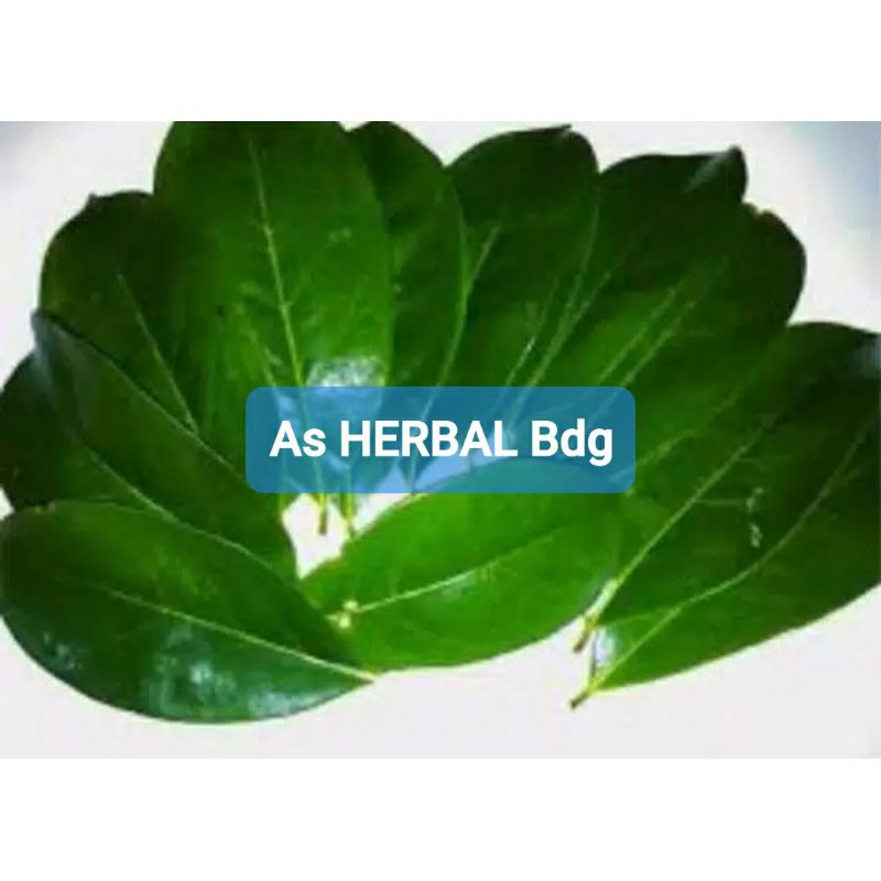 

Daun Nangka Segar 1 Kg / daun pohon nangka / daun buah nangka-az