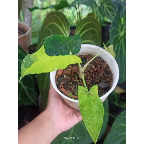 Xanthosoma Sagittifolium Variegata