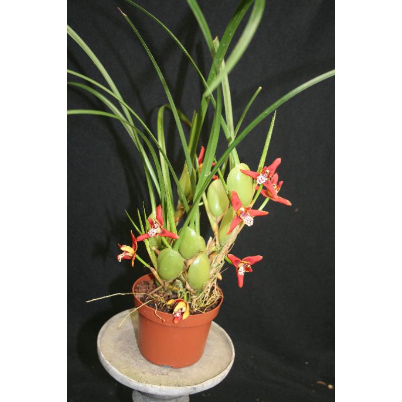 Anggrek Maxillaria Tenuifolia Rumpun Dewasa