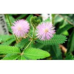 

[PROMO] DAUN PUTRI MALU SEGAR HERBAL 1KG