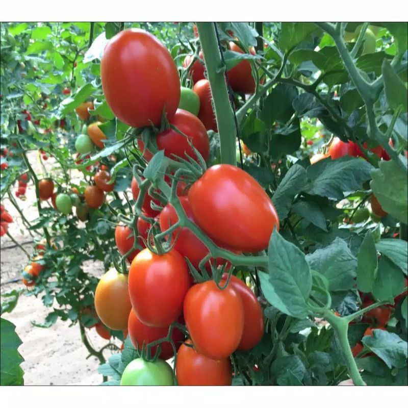 {20 Biji} Benih Tomat Marvel Repack Original