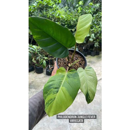 TANAMAN HIAS PHILODENDRON JUNGLE FEVER VARIGATA