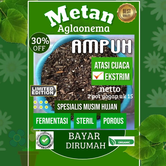 Media tanam aglonema metan tanaman fermentasi cocopeat sekam sangrai pasmal pakis porous siap pakai