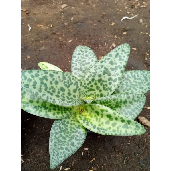 skulen lidah katak varigata