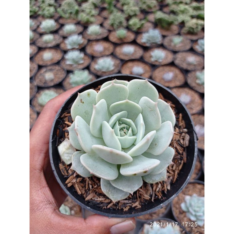 Sukulen echeveria import medium