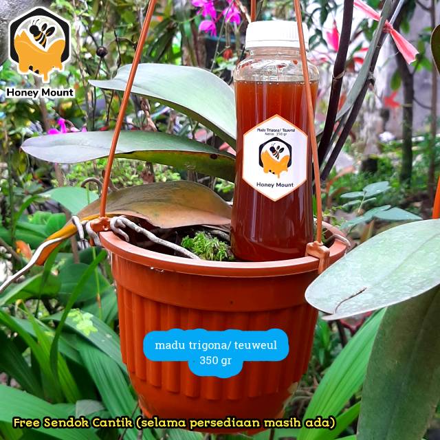 

Madu trigona/ teuweul 350 gr