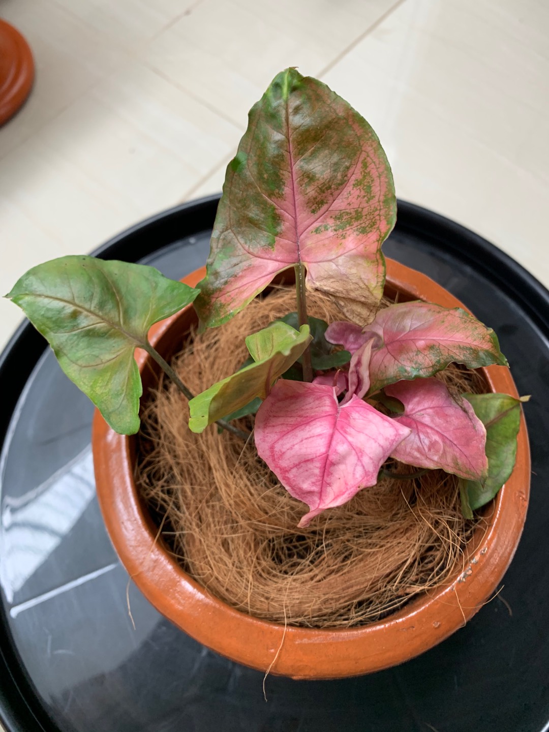 Syngonium_pink_ice
