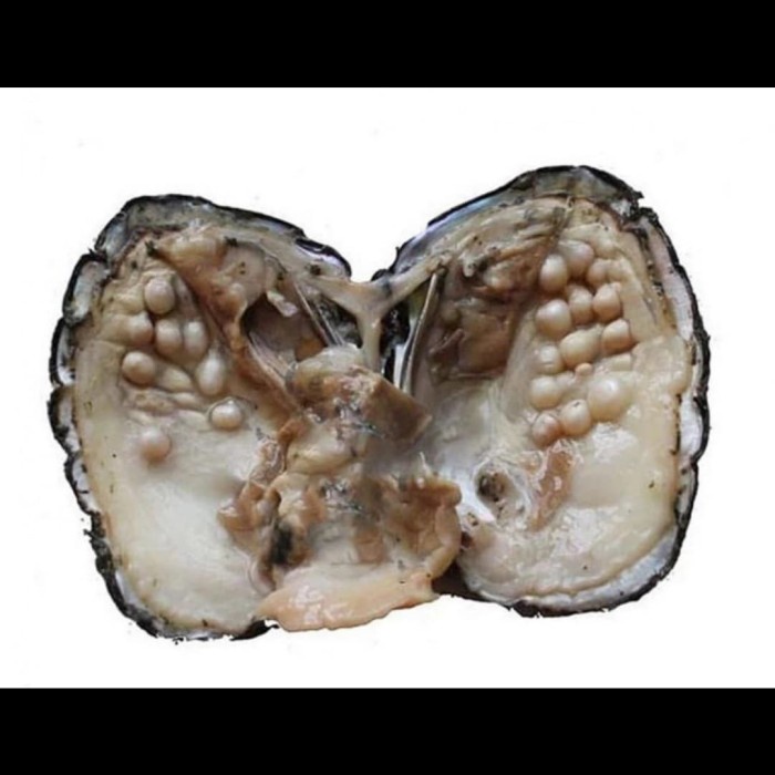 Mutiara asli dalam kerang 1 isi 12 mutiara kerang utuh mentah