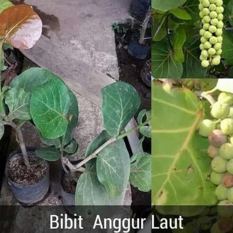 bibit anggur laut