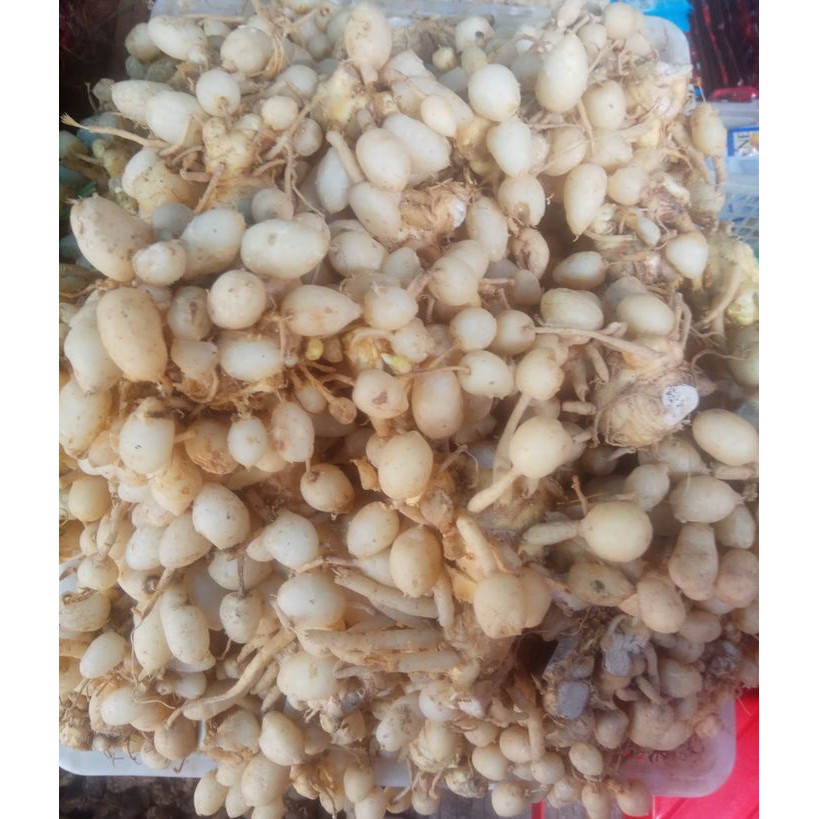 

Kunyit Putih Segar Herbal Anti Kanker,Kista dan Miop 1 kg