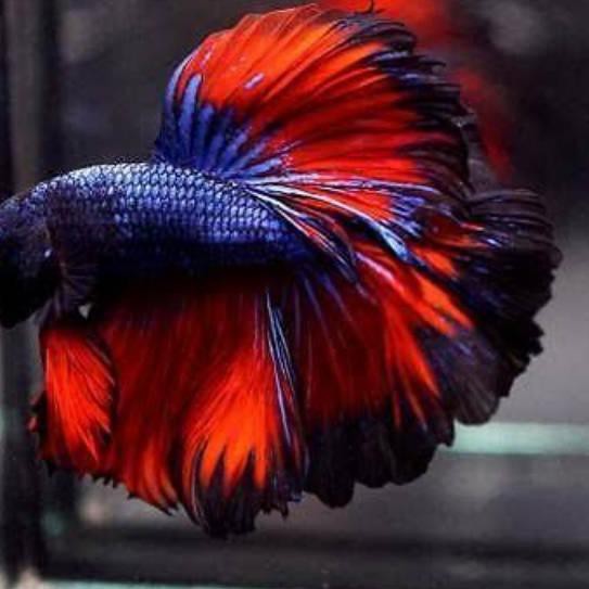 「X96》 HIASAN AQUARIUM BETTA FISH MURAH IKAN CUPANG HALFMOON ROSETAIL RED BLUE