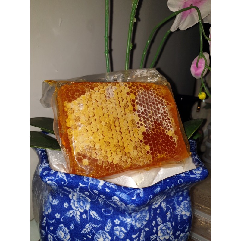 

sarang madu melifera