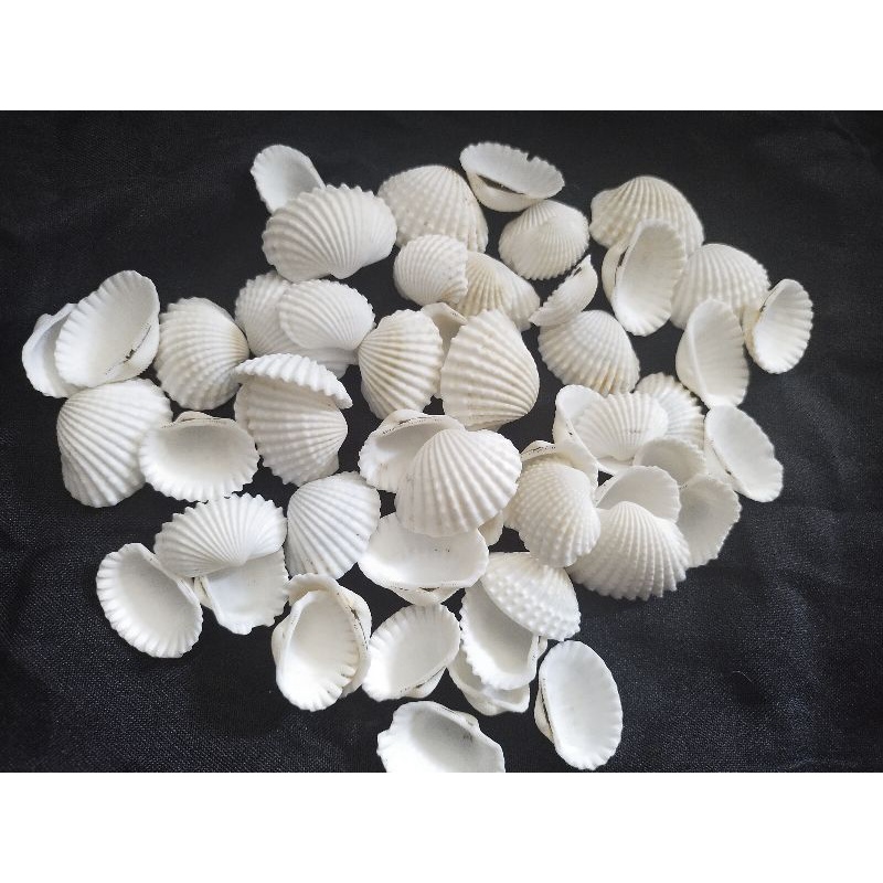 cangkang kerang dara untuk kerajinan tangan