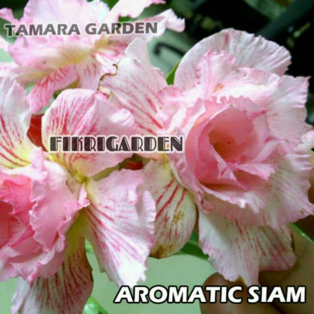 

Bibit Bunga Kamboja Adenium Aromatic Siam