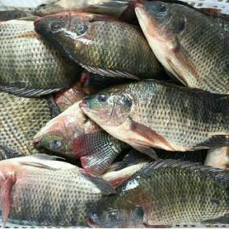 

IKAN NILA SEGAR PER 500 GRAM - IKAN SEGAR RINDU SAYURAN CIMAHI