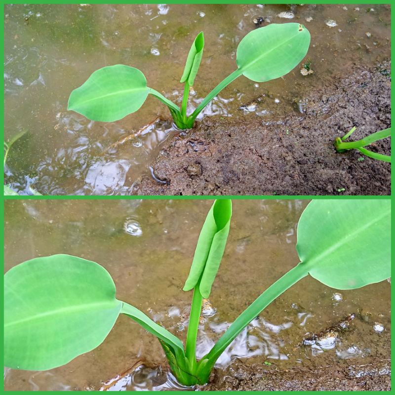 Bibit Tanaman Genjer Bibit genjer genot