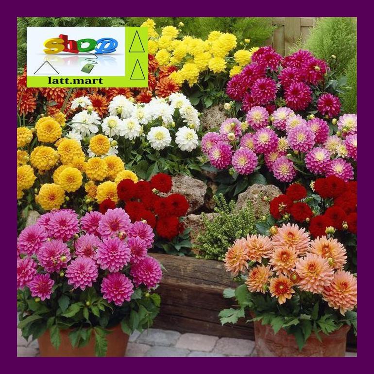 

Hadul Bibit Bunga Dahlia Unwins Dwarf Mix Bunga Musim Panas Uula0F4H4