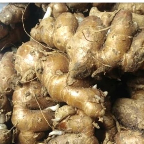 

kencur/ciwur 100gr