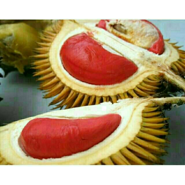 Bibit durian merah asli