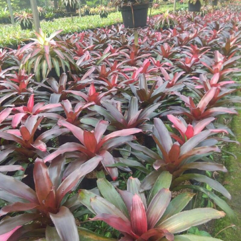 tanaman hias bromelia merah besar