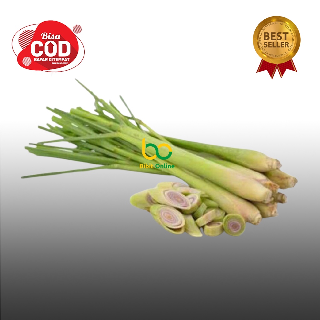 

sereh segar bumbu rempah kemasan 1 kg bibit online