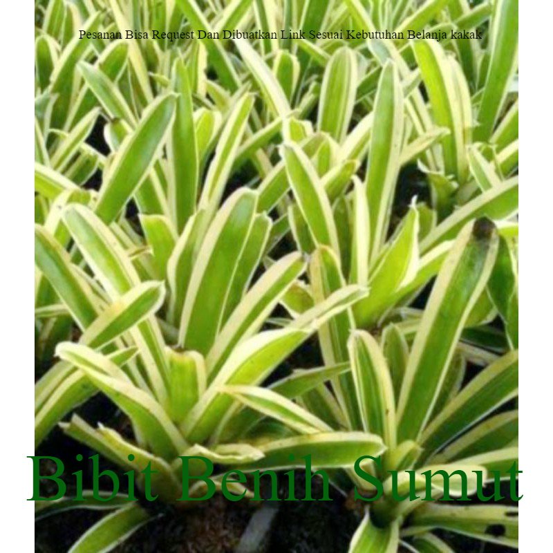 Tanaman Hidup Hias Bromelia Cryptantus Kuning Hijau Bila ingin order banyak bisa kami buatkan link k