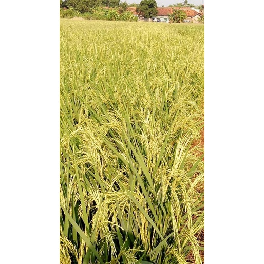 Padi Unggul Transgenik Vr46 (Veloz Rice 46)