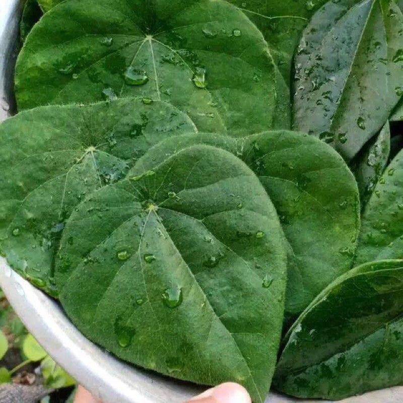 

CINCAU BULU FRESH BARU PETIK 500 GRAM