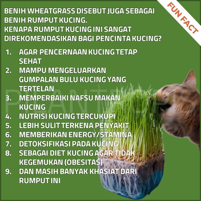 PAKET RUMPUT KUCING BENIH WHEATGRASS BIBIT CAT GRASS BIJI RUMPUT GANDUM UNTUK KUCING POT MEDIA TANAM