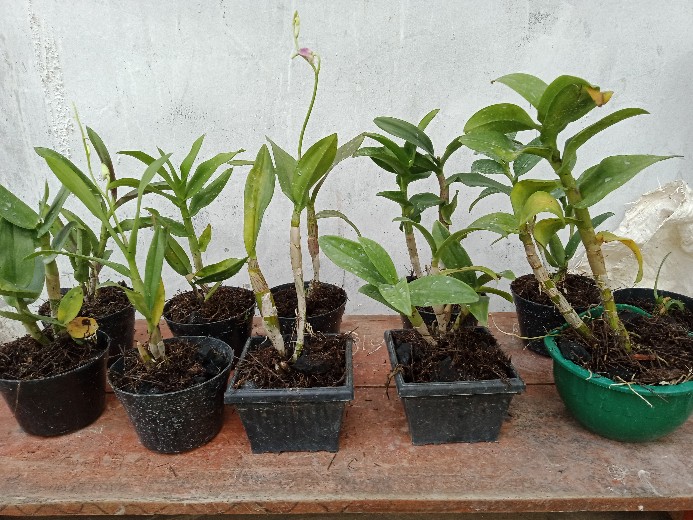 Anggrek Den White Diamon Star