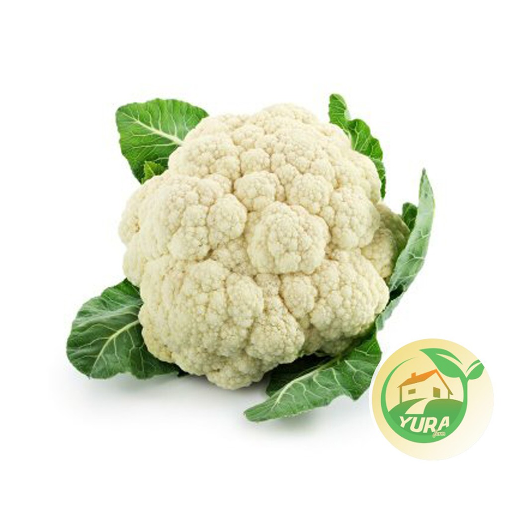 

BUNGA KOL Organik 100% Sayur Segar Organic
