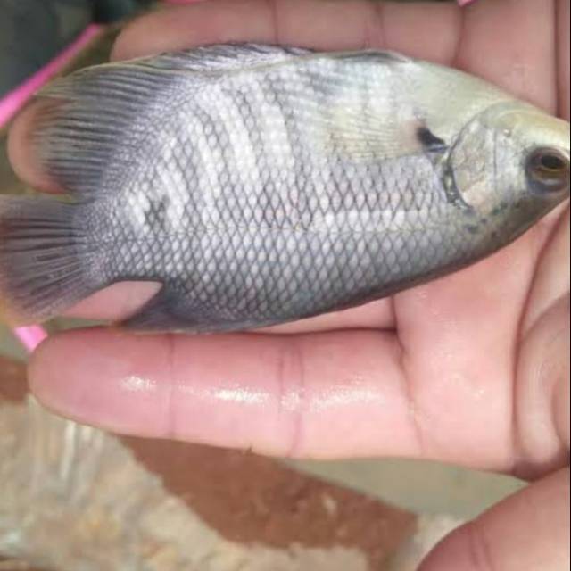 

Bibit Gurame
