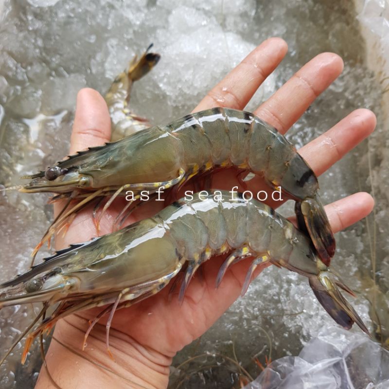 

Udang Tiger/Pancet/Windu aka 26-30