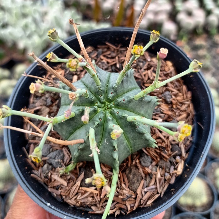 Euphorbia valida KAKTUS SUKULEN TANAMAN HIAS