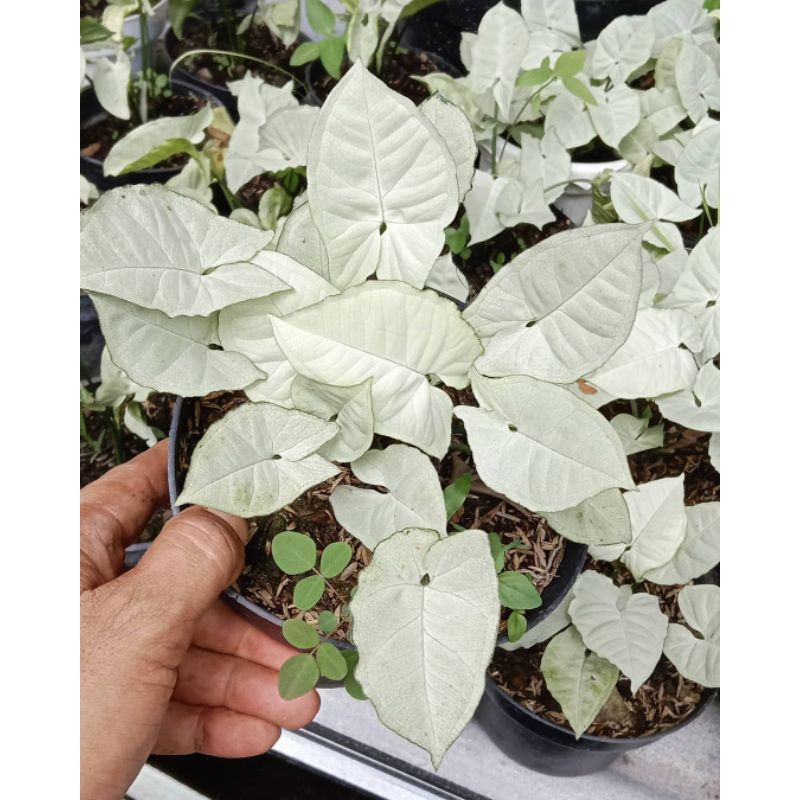 Tanaman hias Sygonium Putih-sygonium white