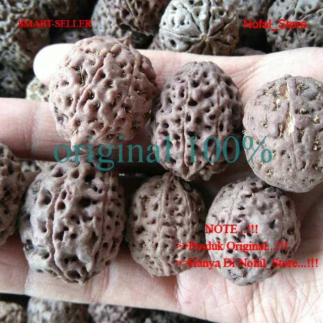 Jenitri Rudraksha Genitri Besar