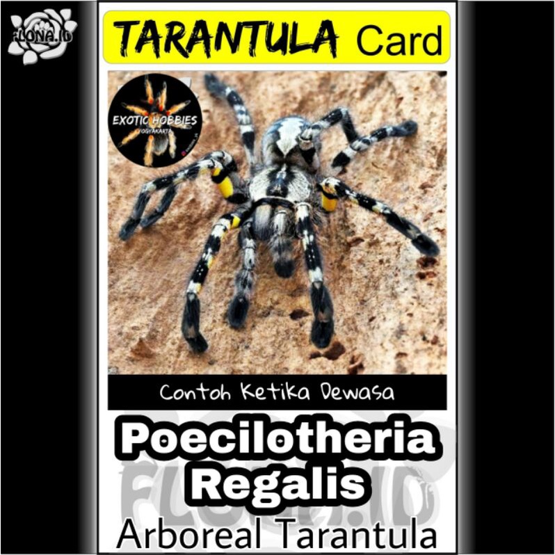Kartu Tarantula | Regalis Juvenile Poecilotheria Regalis 5cm 12cm Tarantula Adult Laba-laba Juve