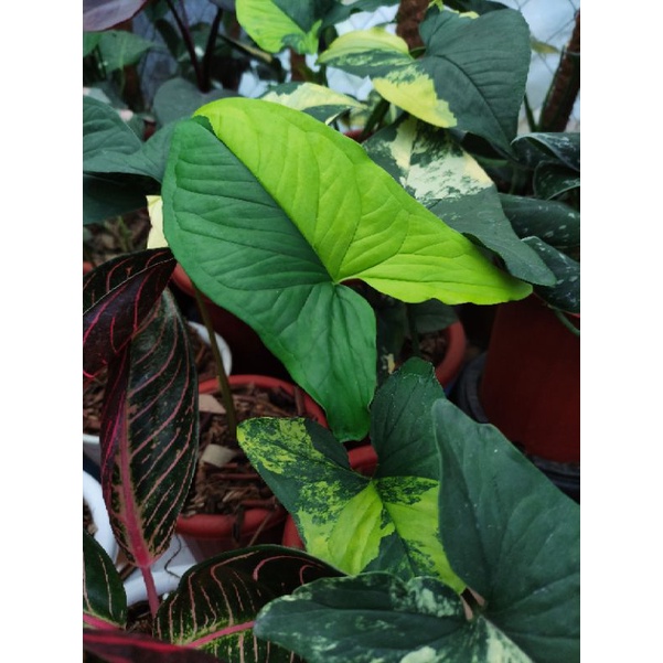 Syngonium yellow | syngonium aurea | syngonium variegata kuning