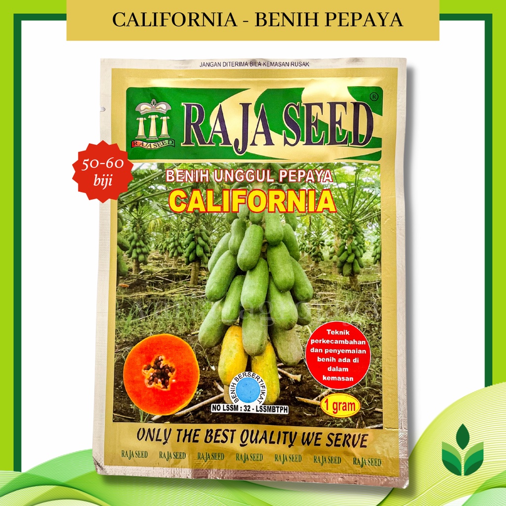 Benih Bibit Pepaya California - Raja Seed