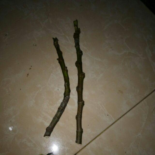 Cutting Stek Tin Brown Turkey