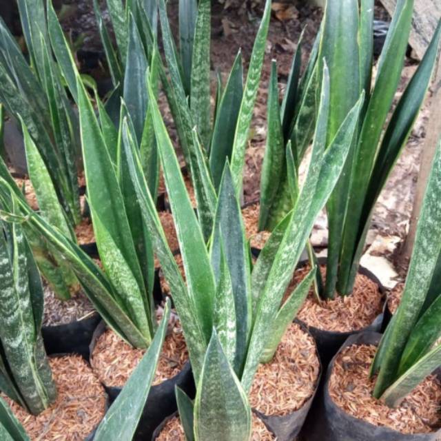 Tanaman hias sansevieria cylindrica - sansivera cylindrica - tanaman indoor