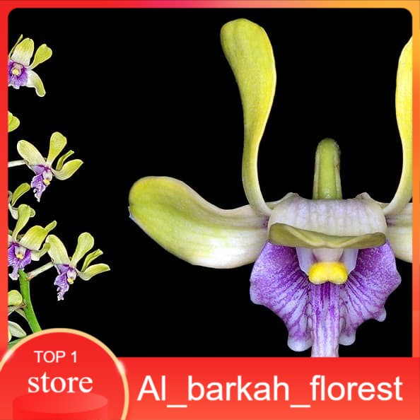 anggrek dendrobium besi papuaa keki remaja