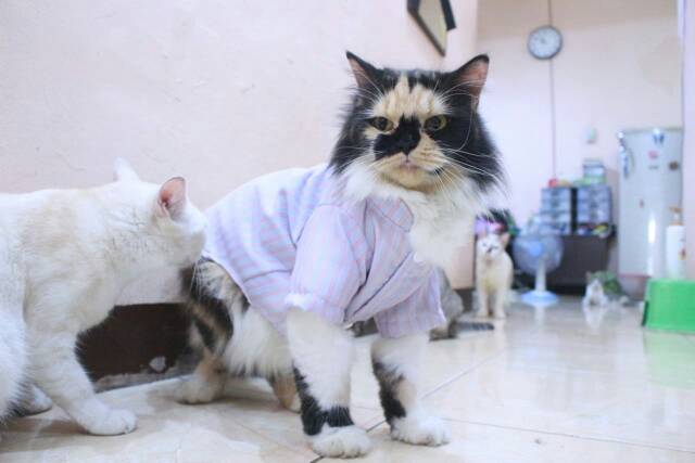 Baju koko lebaran untuk kucing 2019 / baju kucing lucu murah size S M L XL