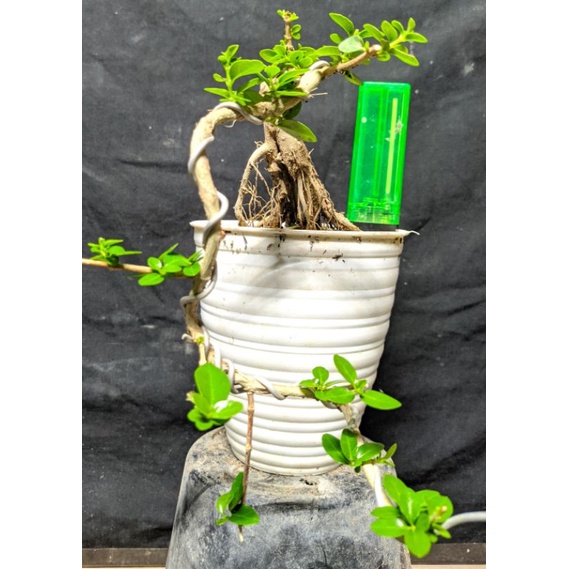 bahan bonsai sancang premna microphylla cascade sesuai gambar