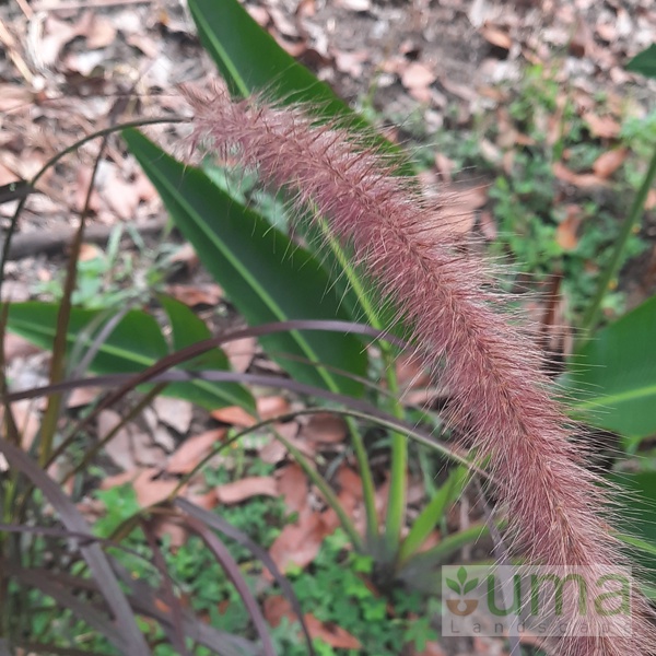 Tanaman hias ilalang merah I Alang alang merah I Pennisetum × advena