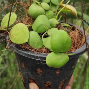 dischidia platyphilla
