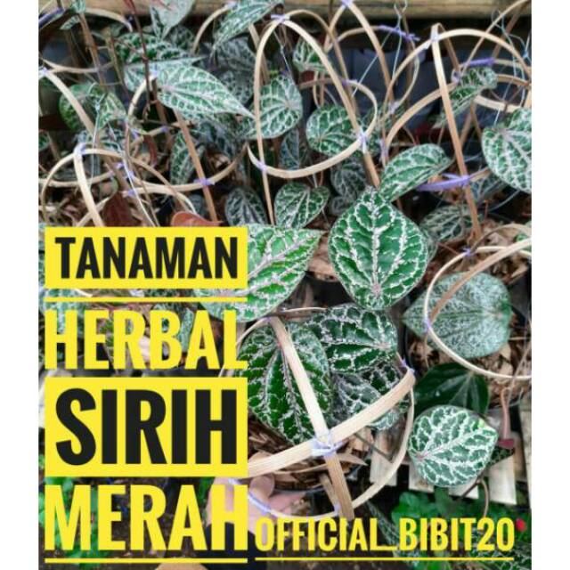 Tanaman Sirih Merah || Tanaman Herbal Sirih Merah