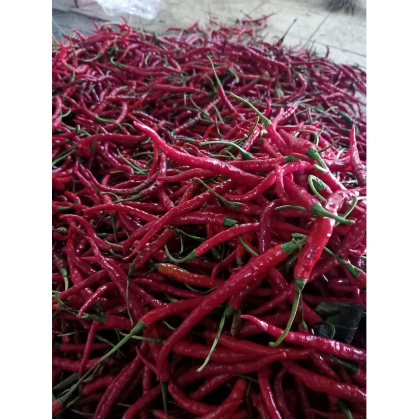 

Cabai Merah Keriting