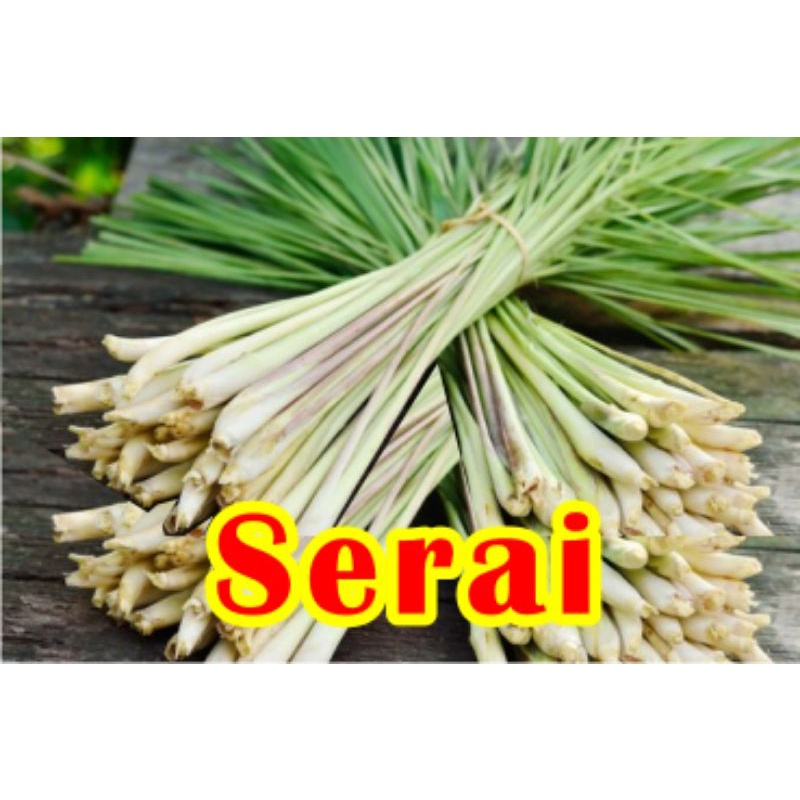 

Serai Segar 500gr