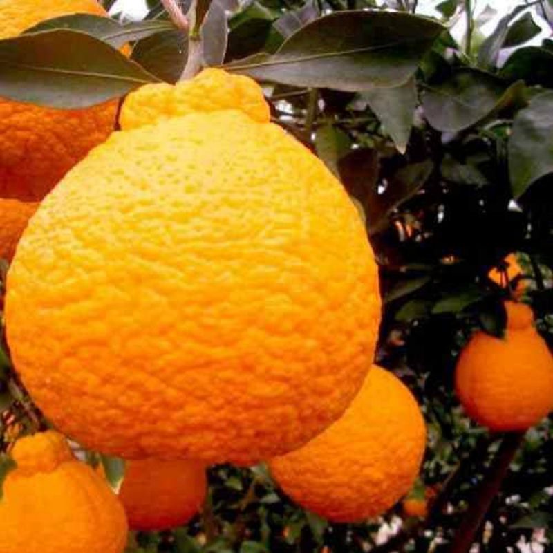 bibit jeruk dekopon asli okulasi siap berbuah